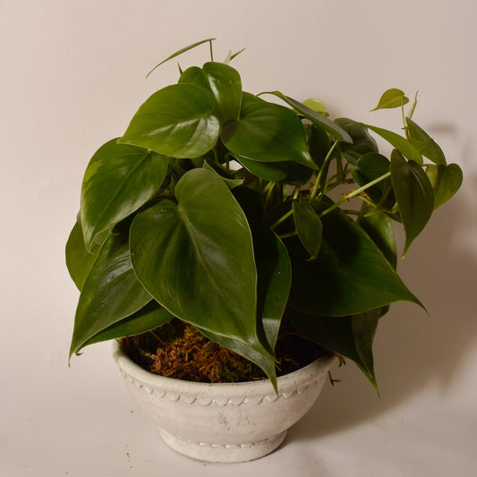 10/11 Kokedama Workshop