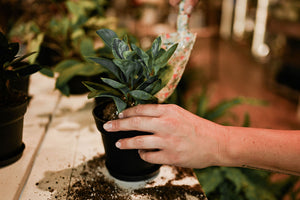 A close-up of a hand holding a small potted green plant while soil is being added from a floral-patterned scoop into the pot, set in a real indoor garden environment.