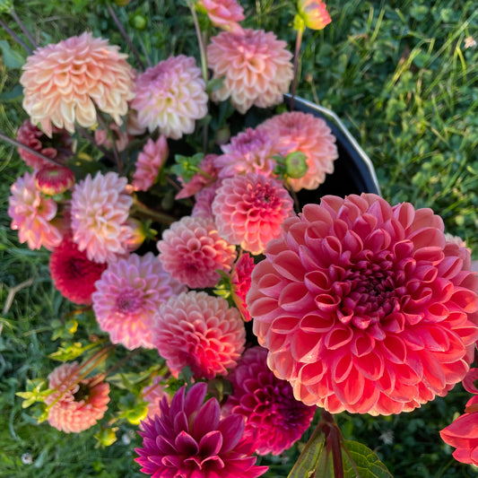 9/13 Dahlia Class with the Dahlia Expert Margeaux Spain