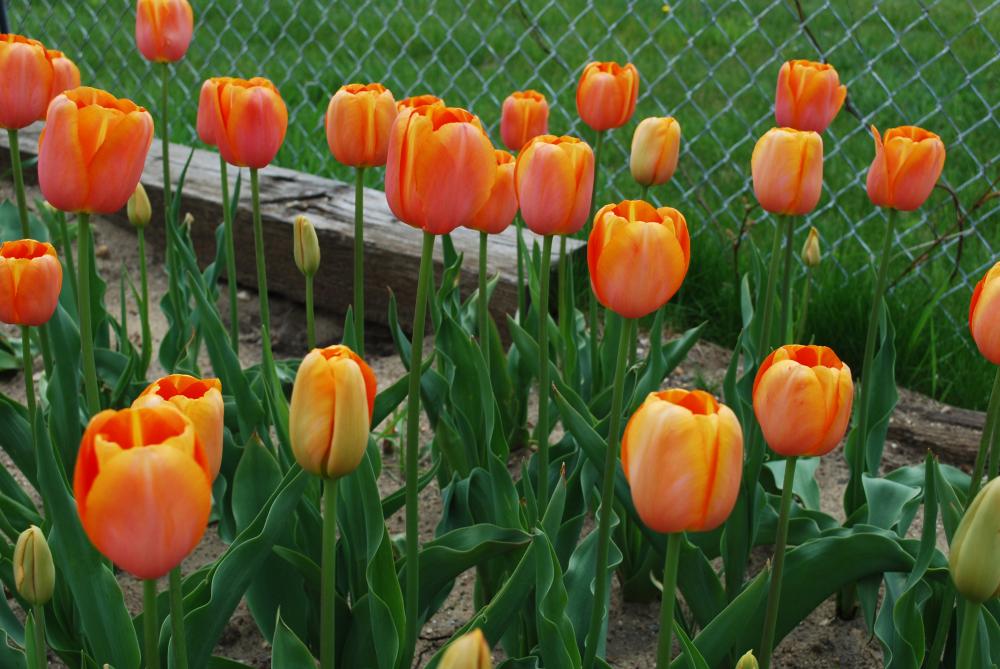 Dordogne tulips with large orange blooms on tall 24‑inch stems in late spring.