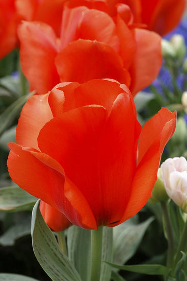 Vibrant Giant Orange Sunrise Tulip with massive orange-red bloom and purple-mottled leaves, known for its unusually large flower head.
