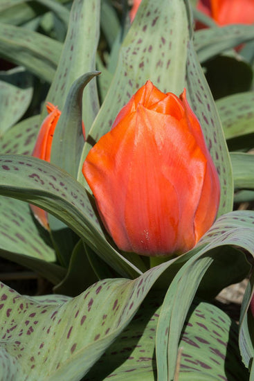 Vibrant Giant Orange Sunrise Tulip with massive orange-red bloom and purple-mottled leaves, known for its unusually large flower head.