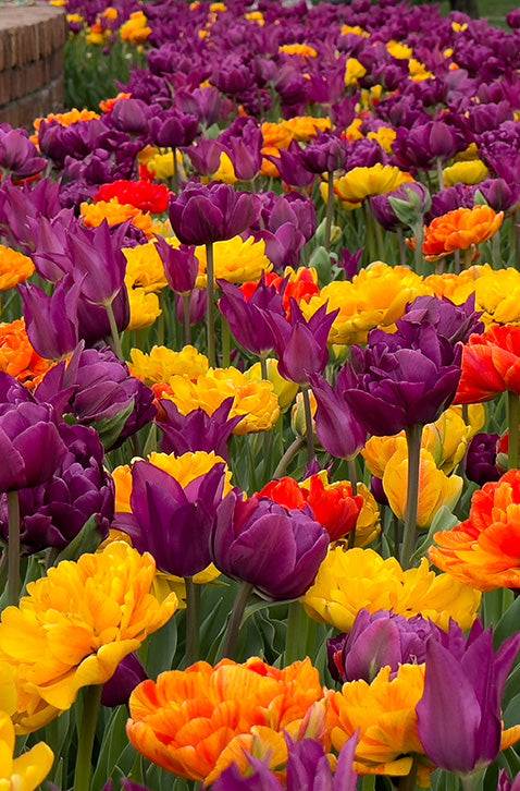 Centennial Blend Marcy tulips in bloom, featuring Sun Lover, Double Negrita, and Purple Dream in rich yellow, orange, red, and purple hues.