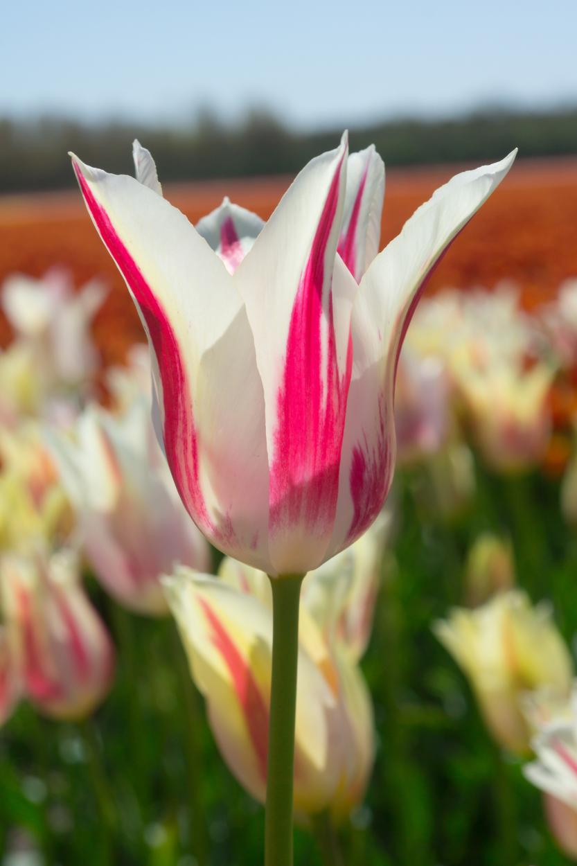 Field of white and pink lily-flowered Marilyn tulips in bloom, Pella, Iowa