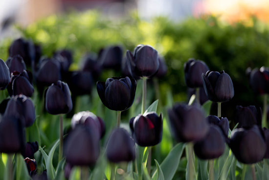 Close-up of Nightmare Tulip in full bloom with inky-black petals and dark green stem, one of the darkest tulip varieties available.
