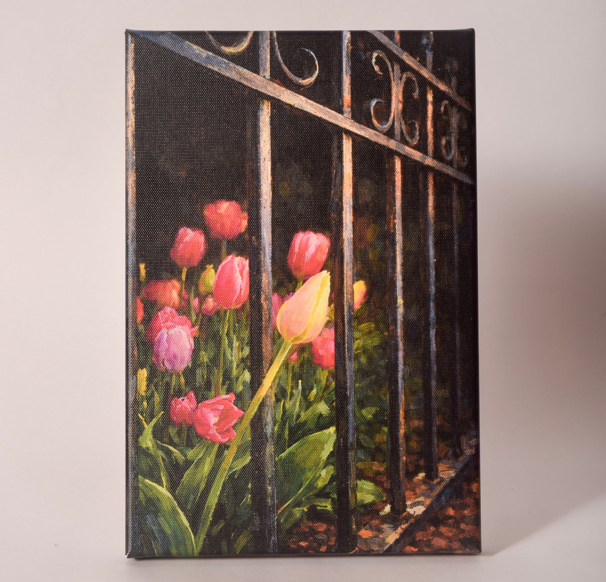 Canvas print of tulips growing through a wrought iron fence, sold at Thistles in Pella, Iowa